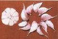  Garlic   Extract  Powder