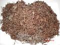  seaweed -Encheuma Ecotonii  seaweed ,  sargassum   seaweed , gracilaria  seaweed , ulva lactuca  seaweed 