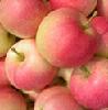 Fresh Gala Apple