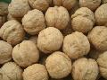 walnut in shell
