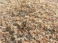 dry shrimps and shrimps  shell  for sale at very cheap  price s