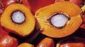 Palm Oil