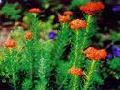 Rhodiola Rosea Extract Series