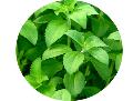 95% stevia Reb A, Rebaudioside A