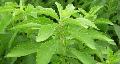 Stevia sugar powder