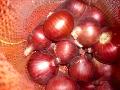 onion