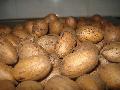 Quality Pecan for sale