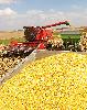 Quality red corn for sale in bulk quantity
