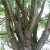  White   willow   bark  extract