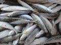  frozen   blue   mackerel 