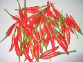  red   fresh   chilli 