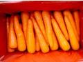 carrot