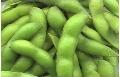  SOYBEAN   POD S