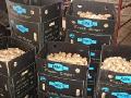 Ginger packing on 30lbs plastic carton