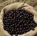 Acai Berry Extract
