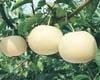 green diamond pear(white)