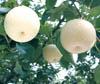 golden pear
