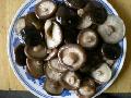 Shiitake mushroom
