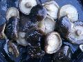 shiitake mushroom