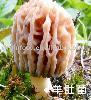Morel Mushroom Dried
