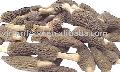 Morel Mushroom