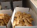  Semi - dried   ginger  for USA