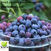 Blueberry extract