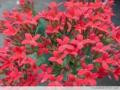 Rhodiola Rosea Extract