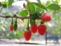 Wolfberry P.E.