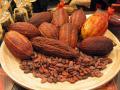 cocoa extract