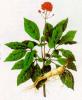 Ginseng P.E.