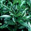 Pygeum africanum P.E