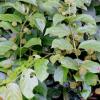 Gambir Extract Powder