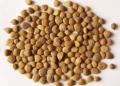  bitter   apricot   kernels 