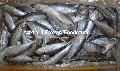 Horse Mackerel