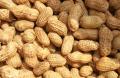 Peanuts in shells
