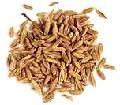CUMIN