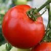  Tomato   paste  28-30  HB  CB