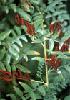 Glycyrrhiza glabra L. Extract