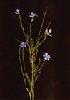 Linum usitatissimum L. Extract