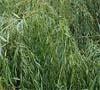  Salix   alba  L.  Extract 