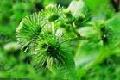 Arctium  lappa  L. Extract