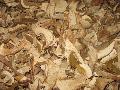 dry porcini
