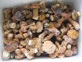 hot sale frozen boletus edulis (whole)