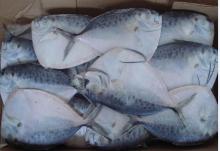 Frozen moonfish