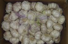 bulk garlic for exporting