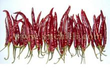 chili pepper
