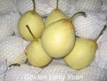  Ya   pear 