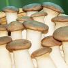  pleurotus   mushroom 