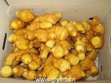 Supply fresh ginger